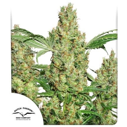 Power Plant - Dutch Passion