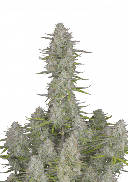 Strawberry Banana Auto - Fast Buds