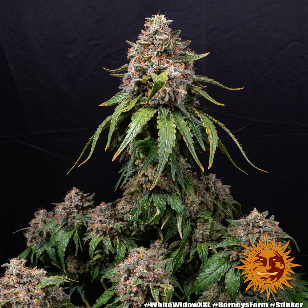 White Widow XXL - Barneys Farm