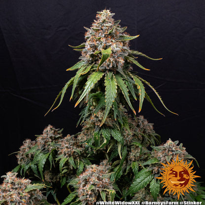 White Widow XXL - Barneys Farm