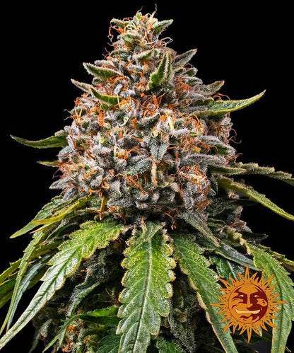 White Widow XXL - Barneys Farm